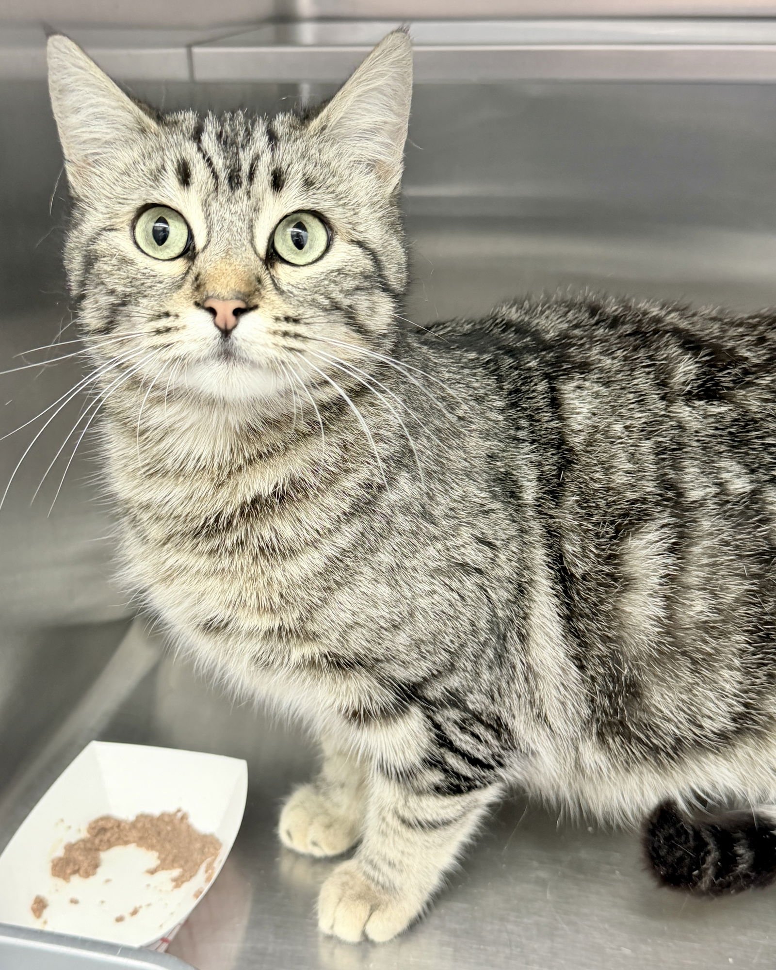 AGATHA CHRISTIE - Domestic Short Hair available for adoption