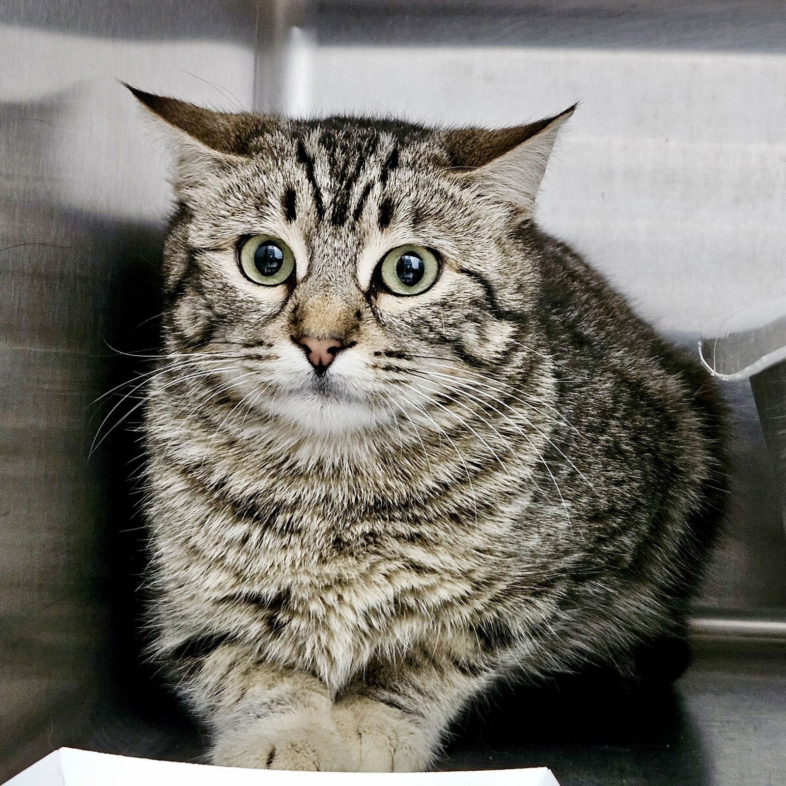 Agatha Christie - Photo 3