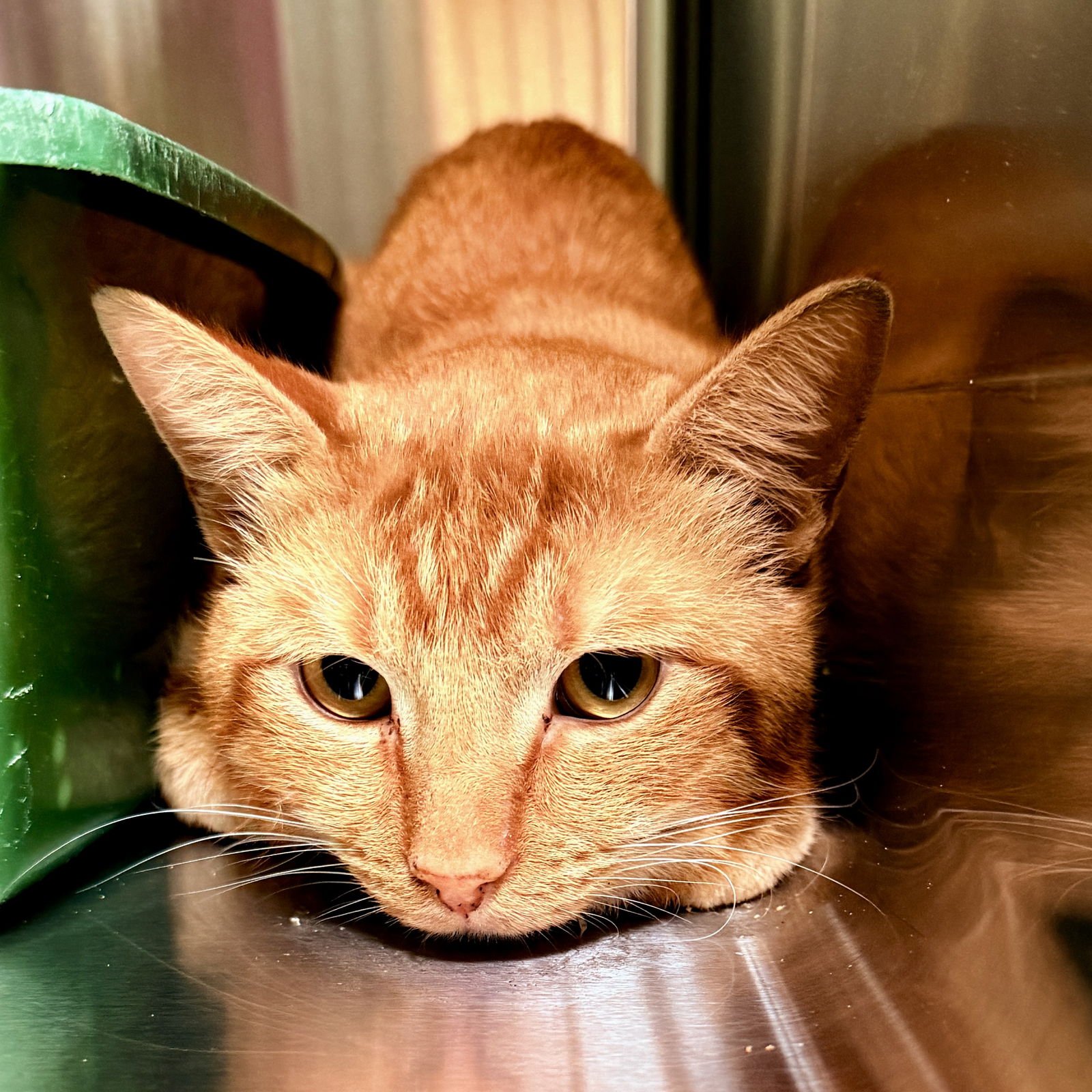 CHEESE - Domestic Short Hair available for adoption