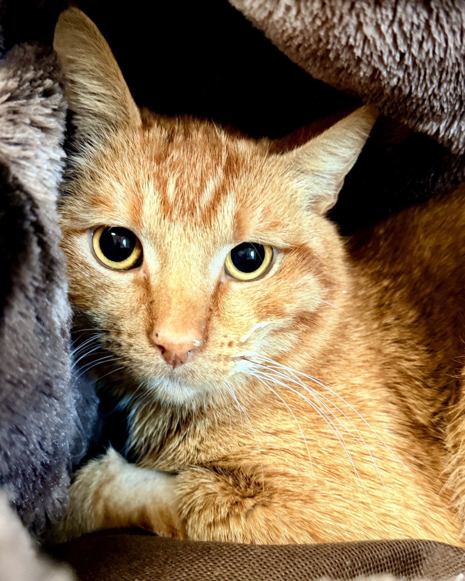 CHEESE - Domestic Short Hair available for adoption