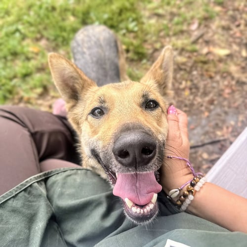 PETAL - German Shepherd Dog available for adoption