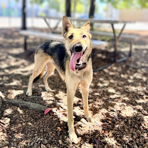 PETAL - German Shepherd Dog available for adoption