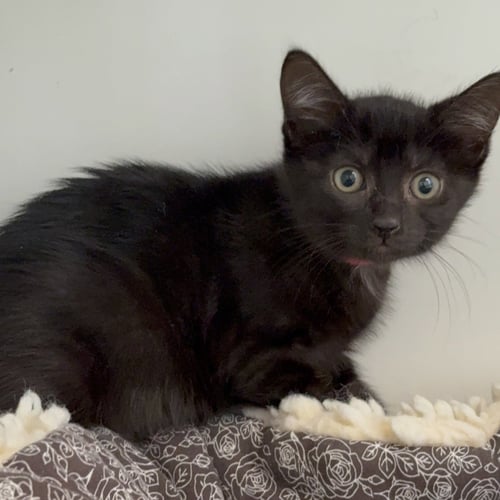 MAY (BONDED W/ BEE) - Domestic Short Hair available for adoption