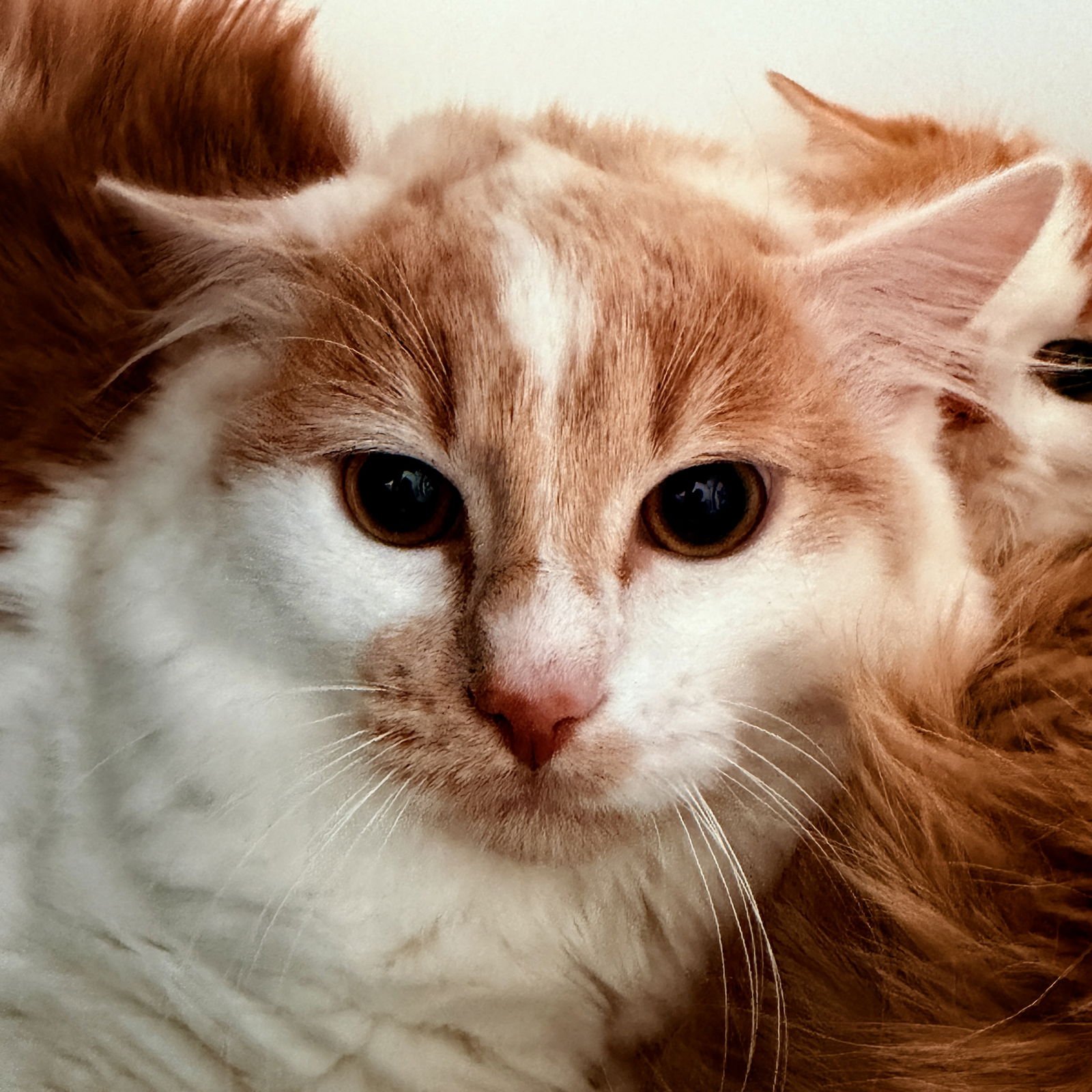 DIONNE - Domestic Medium Hair available for adoption