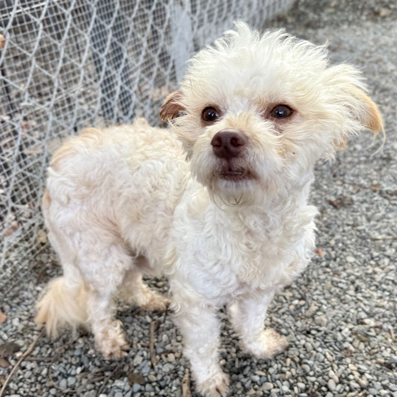 SPENCER - Terrier available for adoption