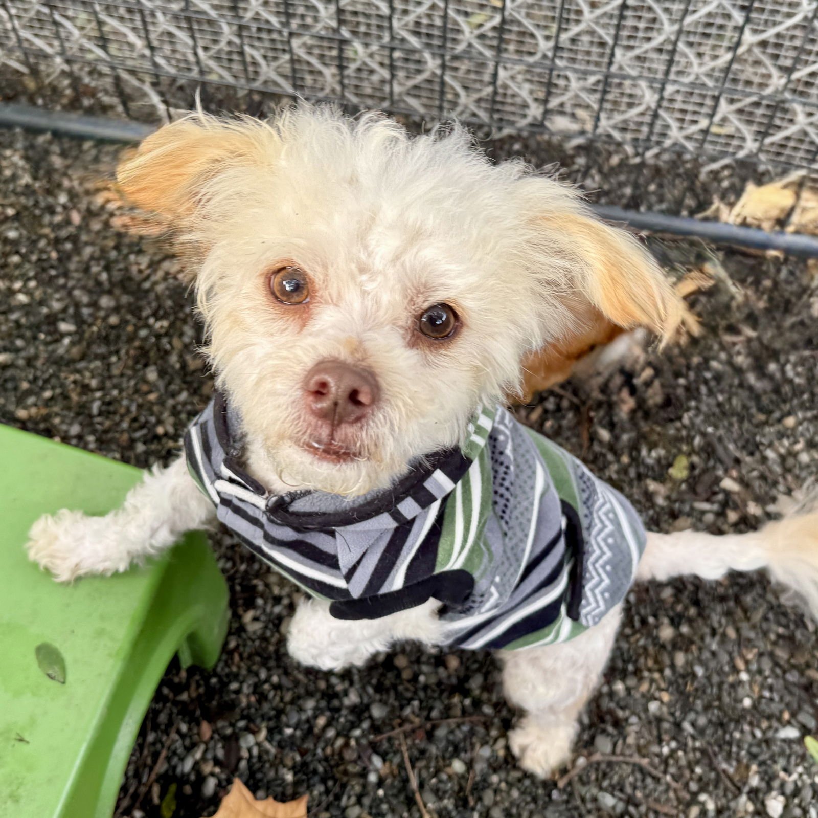 SPENCER - Terrier available for adoption