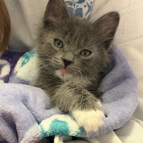 BUTTERCUP (BONDED WITH BLOSSOM) - Domestic Short Hair available for adoption