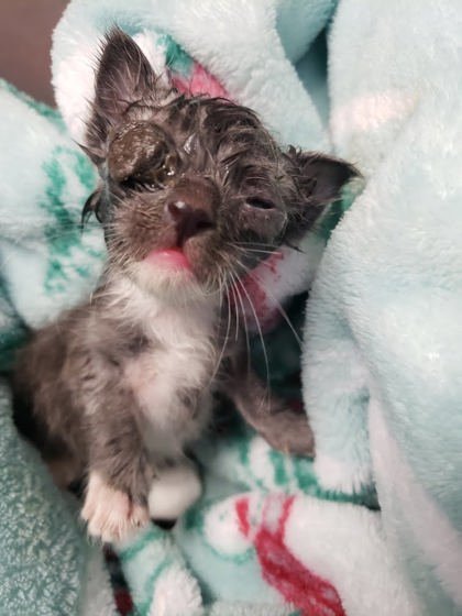 BUTTERCUP (BONDED WITH BLOSSOM) - Domestic Short Hair available for adoption