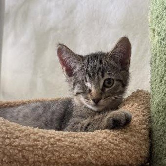 BUTTERCUP (BONDED WITH BLOSSOM) - Domestic Short Hair available for adoption