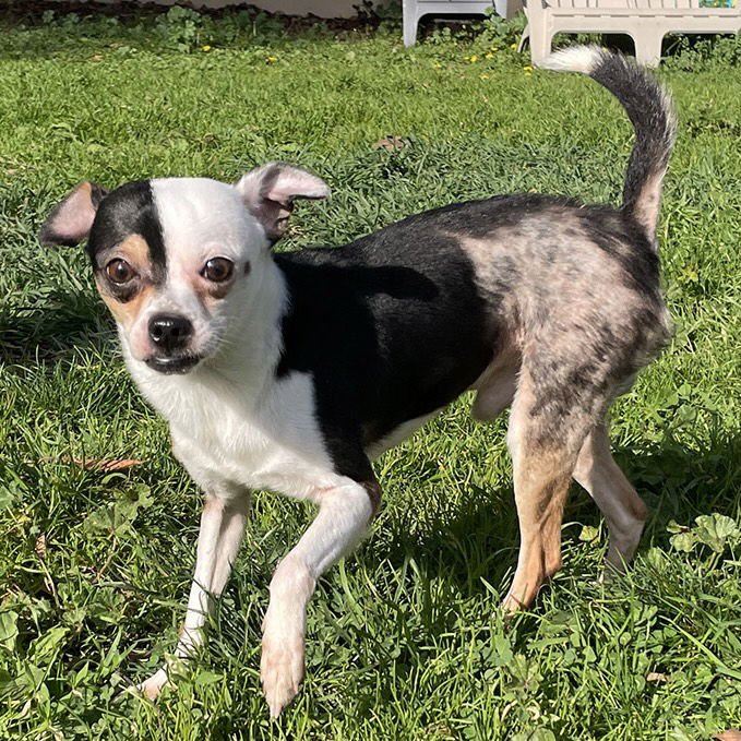 ENZO - Chihuahua available for adoption