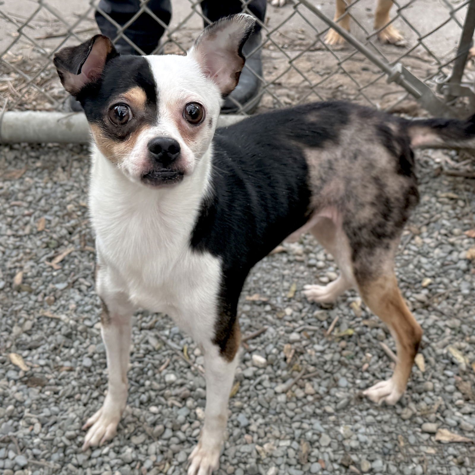 ENZO - Chihuahua available for adoption