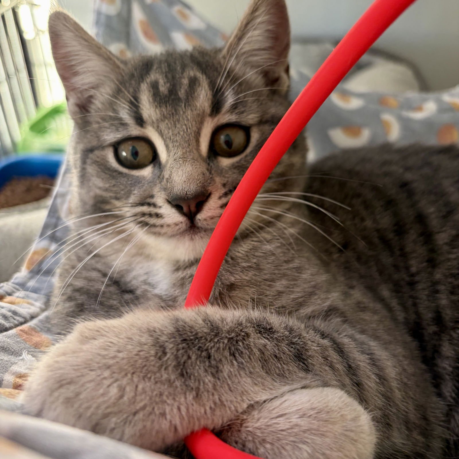 ELLE (BONDED W/DAKOTA) - Domestic Short Hair available for adoption