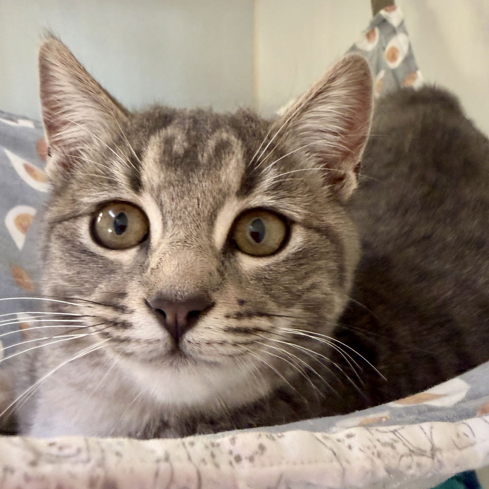 ELLE (BONDED W/DAKOTA) - Domestic Short Hair available for adoption