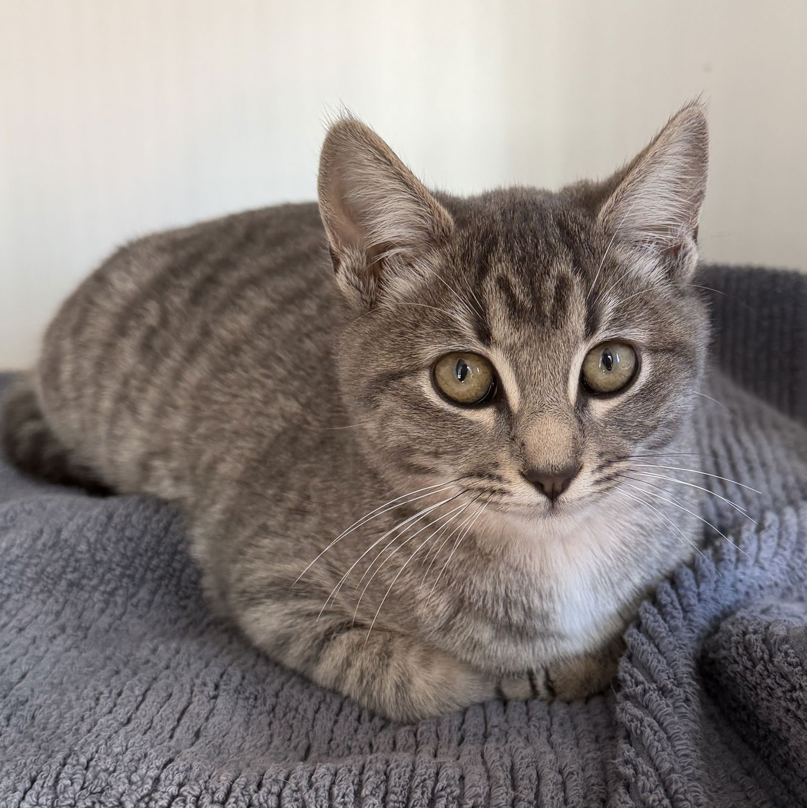 Elle (bonded w/Dakota) - Photo 3