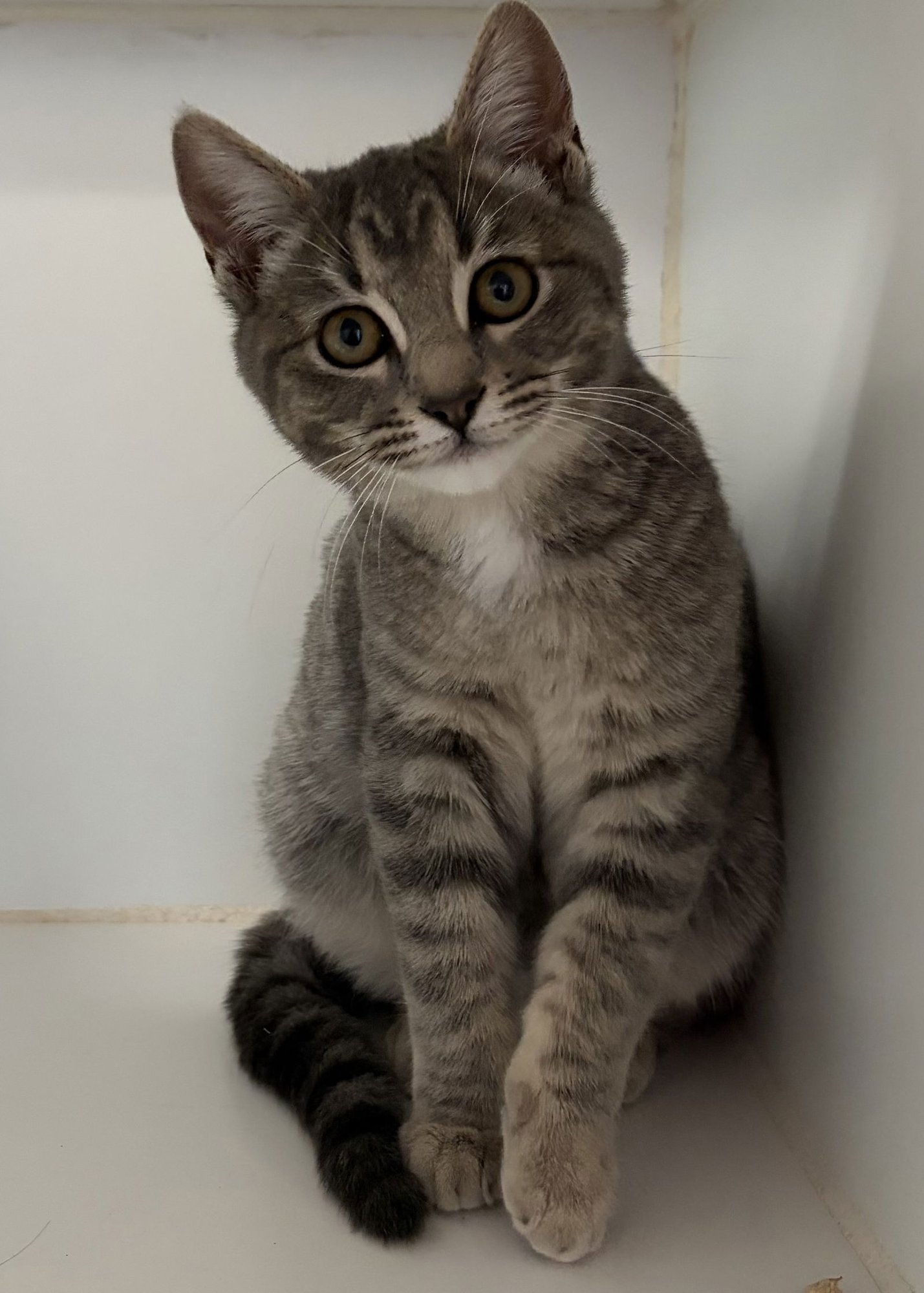 Elle (bonded w/Dakota) - Photo 4