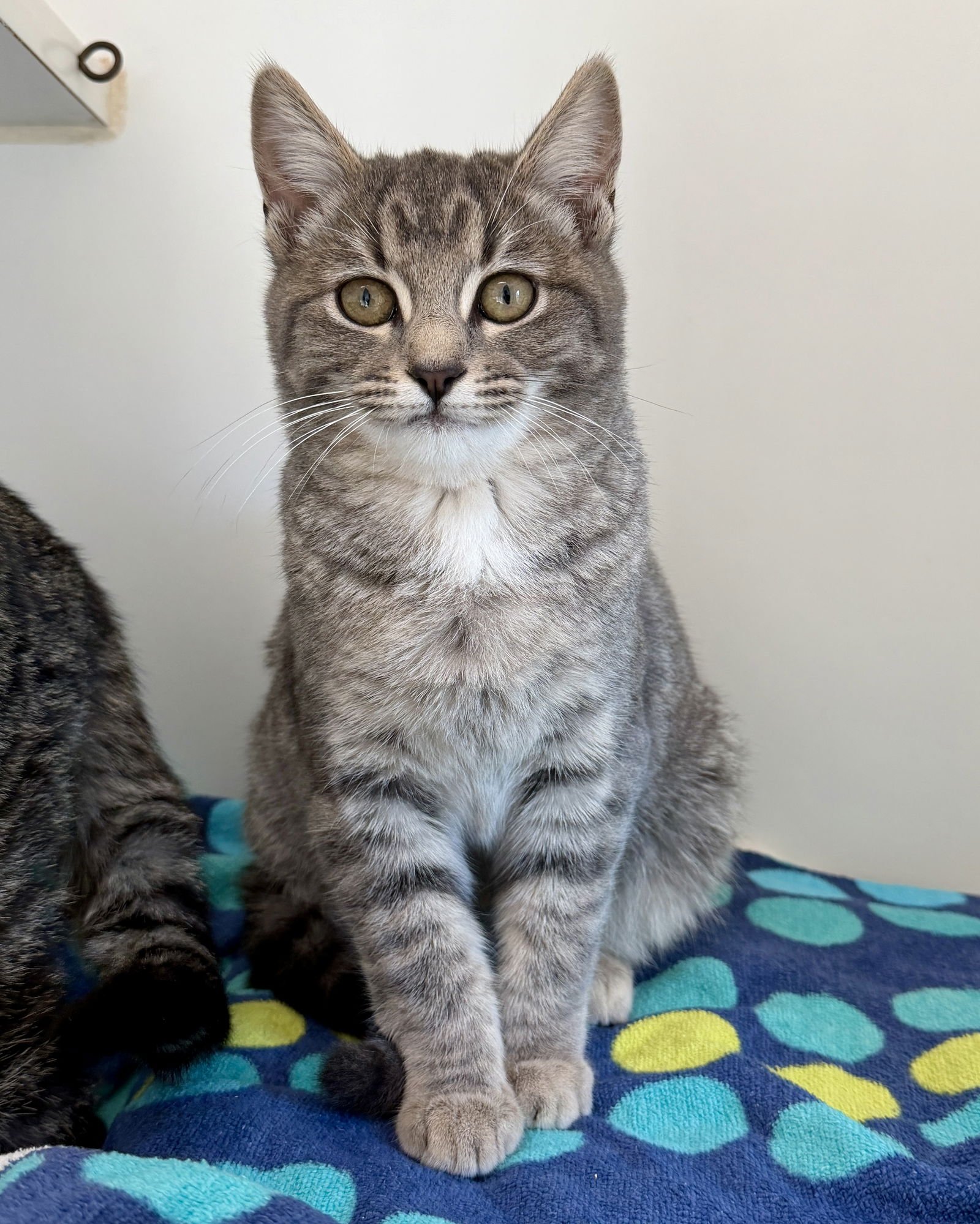 Elle (bonded w/Dakota) - Photo 6