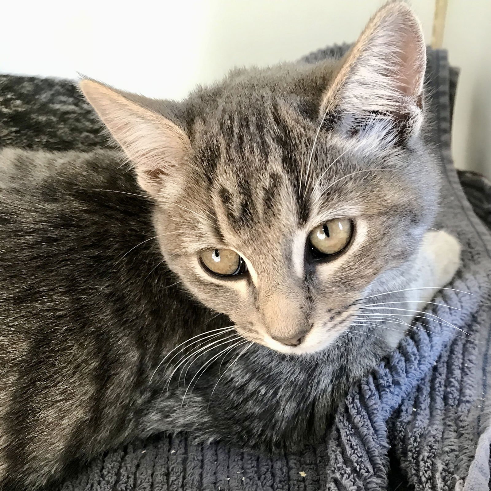 Elle (bonded w/Dakota) - Photo 8