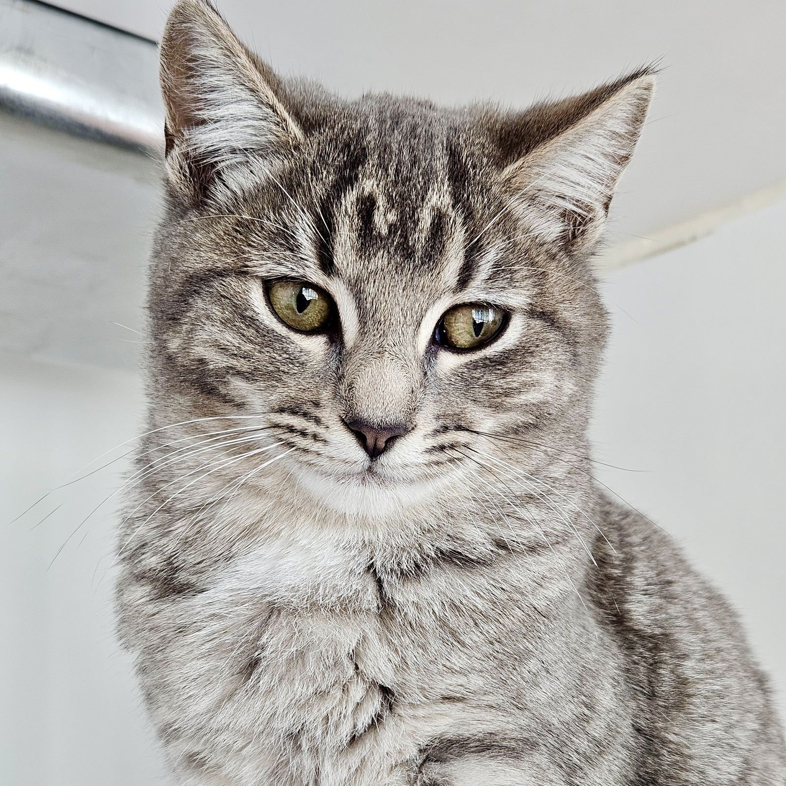 Elle (bonded w/Dakota) - Photo 9