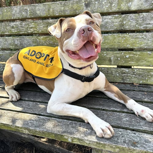 BELDEN - Pit Bull Terrier available for adoption