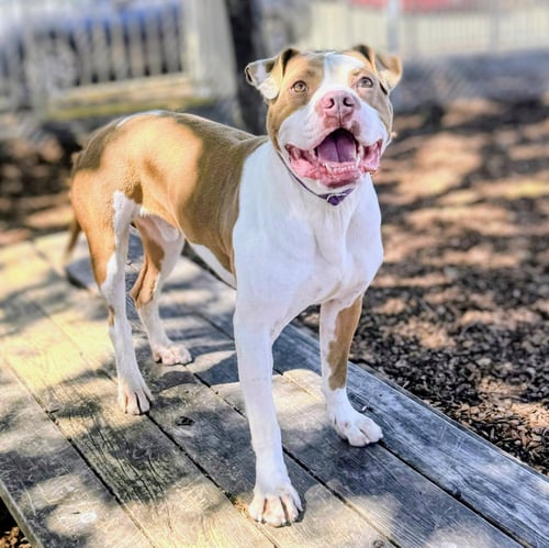 BELDEN - Pit Bull Terrier available for adoption