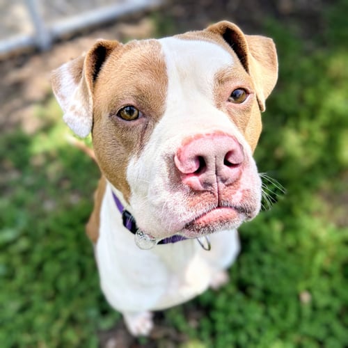 BELDEN - Pit Bull Terrier available for adoption