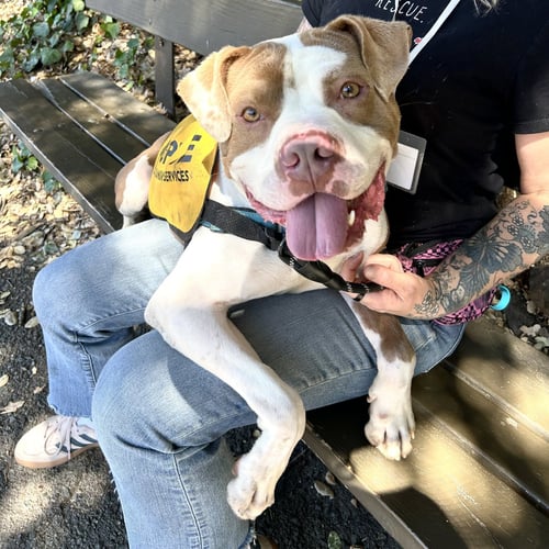 BELDEN - Pit Bull Terrier available for adoption