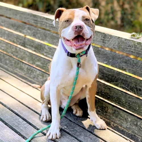BELDEN - Pit Bull Terrier available for adoption