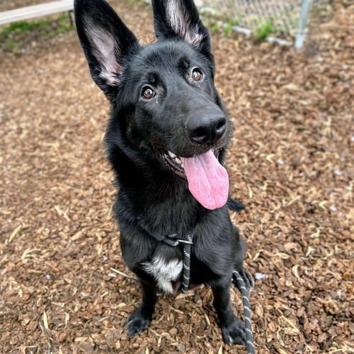 ARYA - German Shepherd Dog / Husky available for adoption