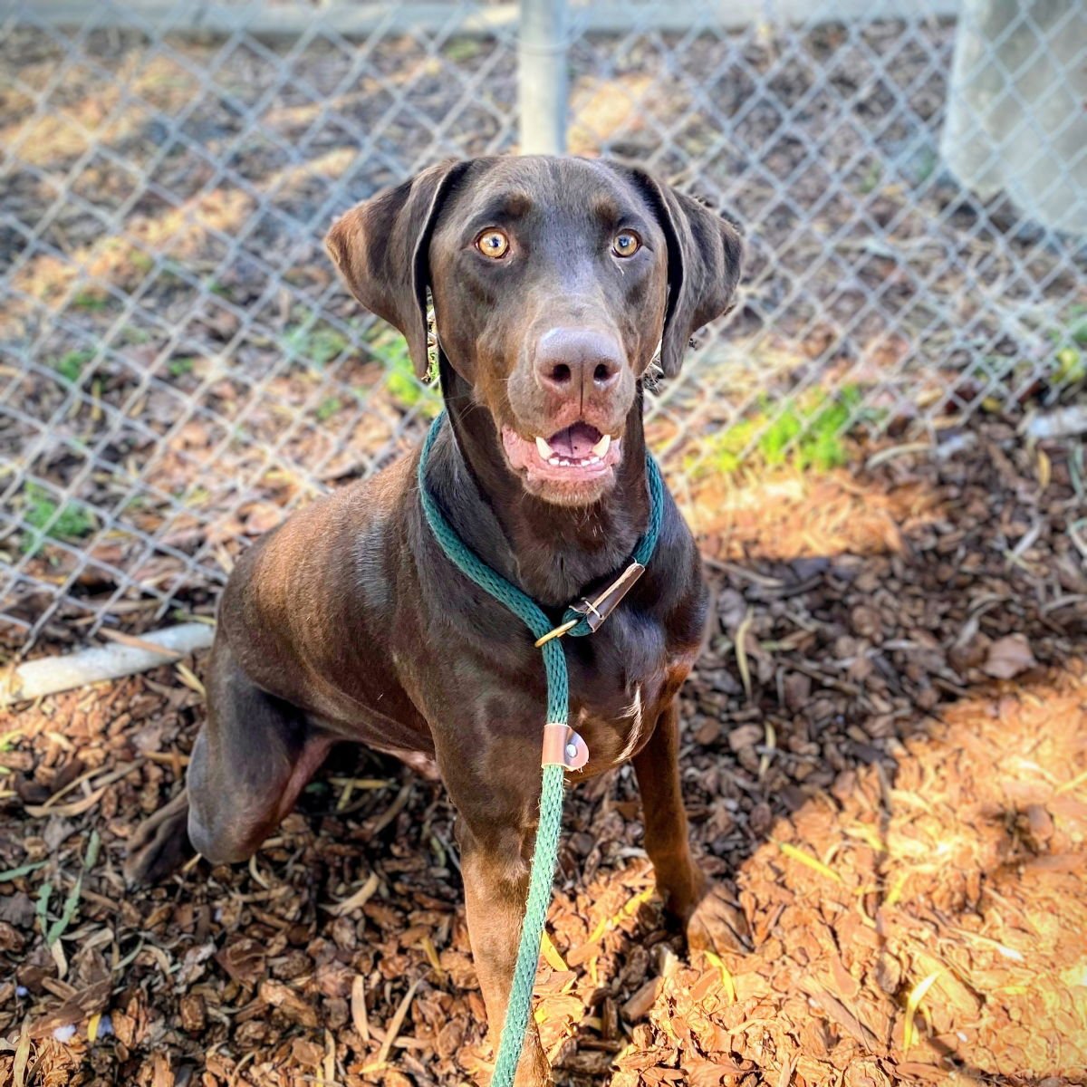DRAKO - Labrador Retriever / Doberman Pinscher available for adoption
