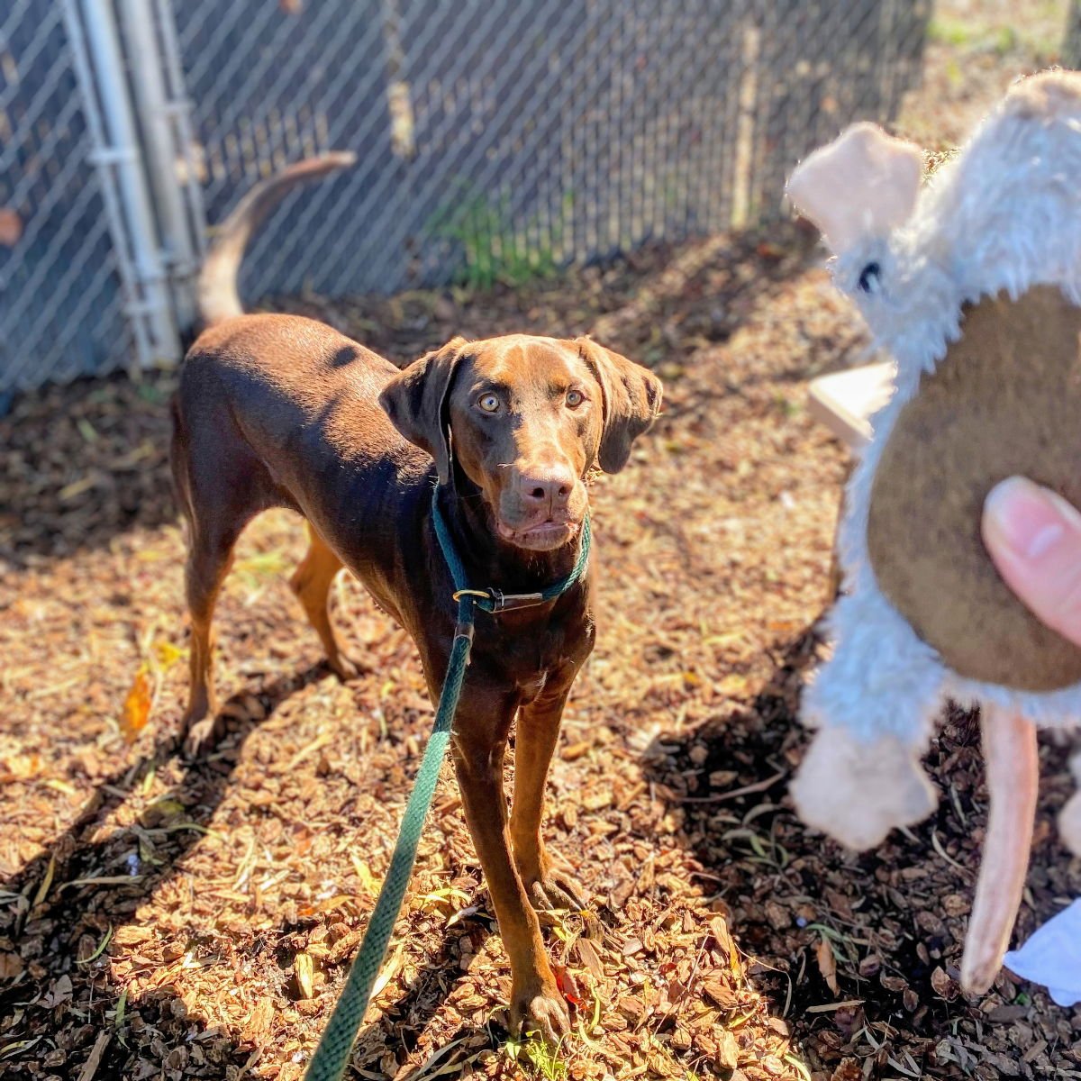 DRAKO - Labrador Retriever / Doberman Pinscher available for adoption