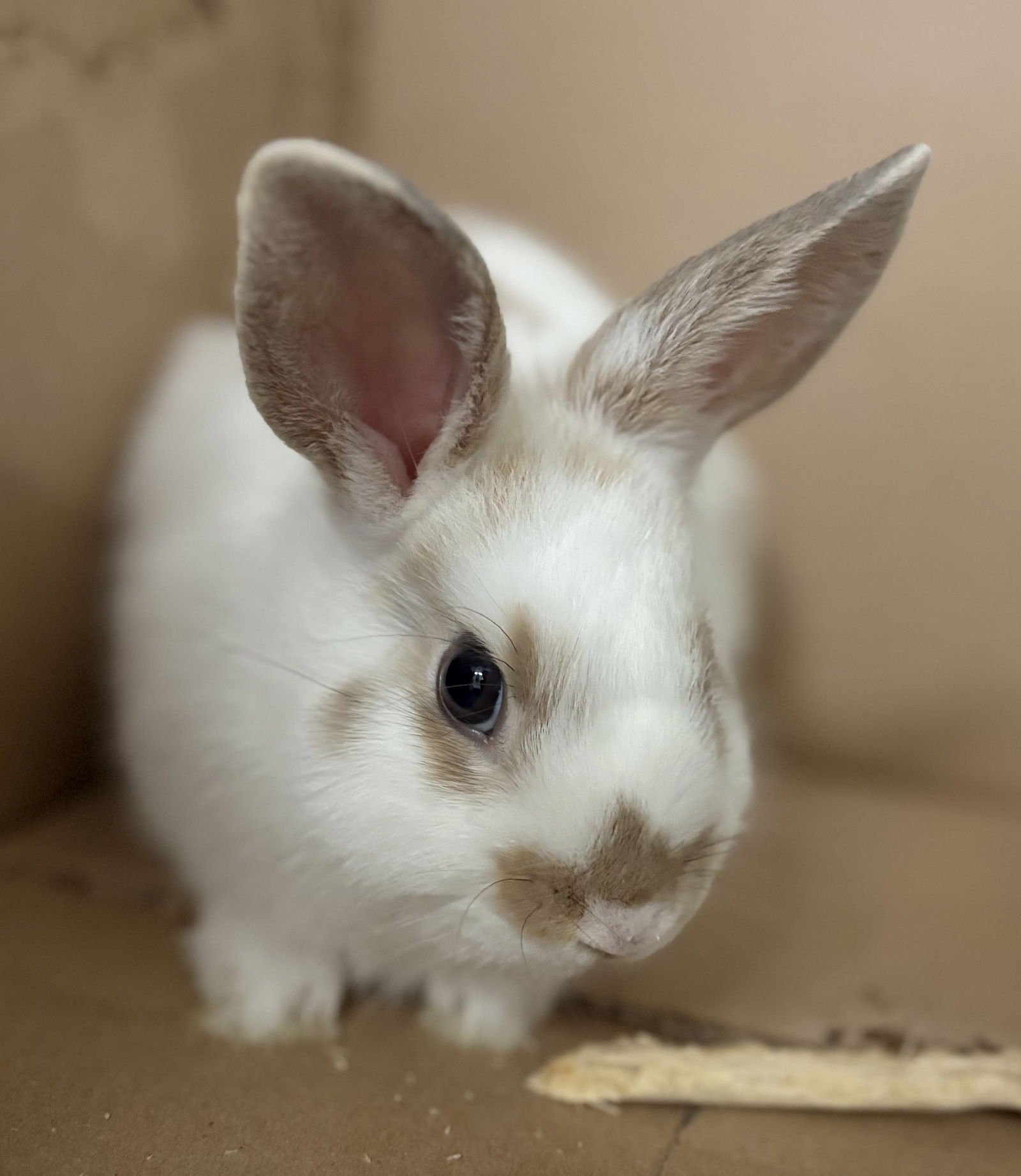 CANNELINI - American available for adoption