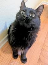 NICK (BONDED W/MONICA) - Domestic Medium Hair available for adoption