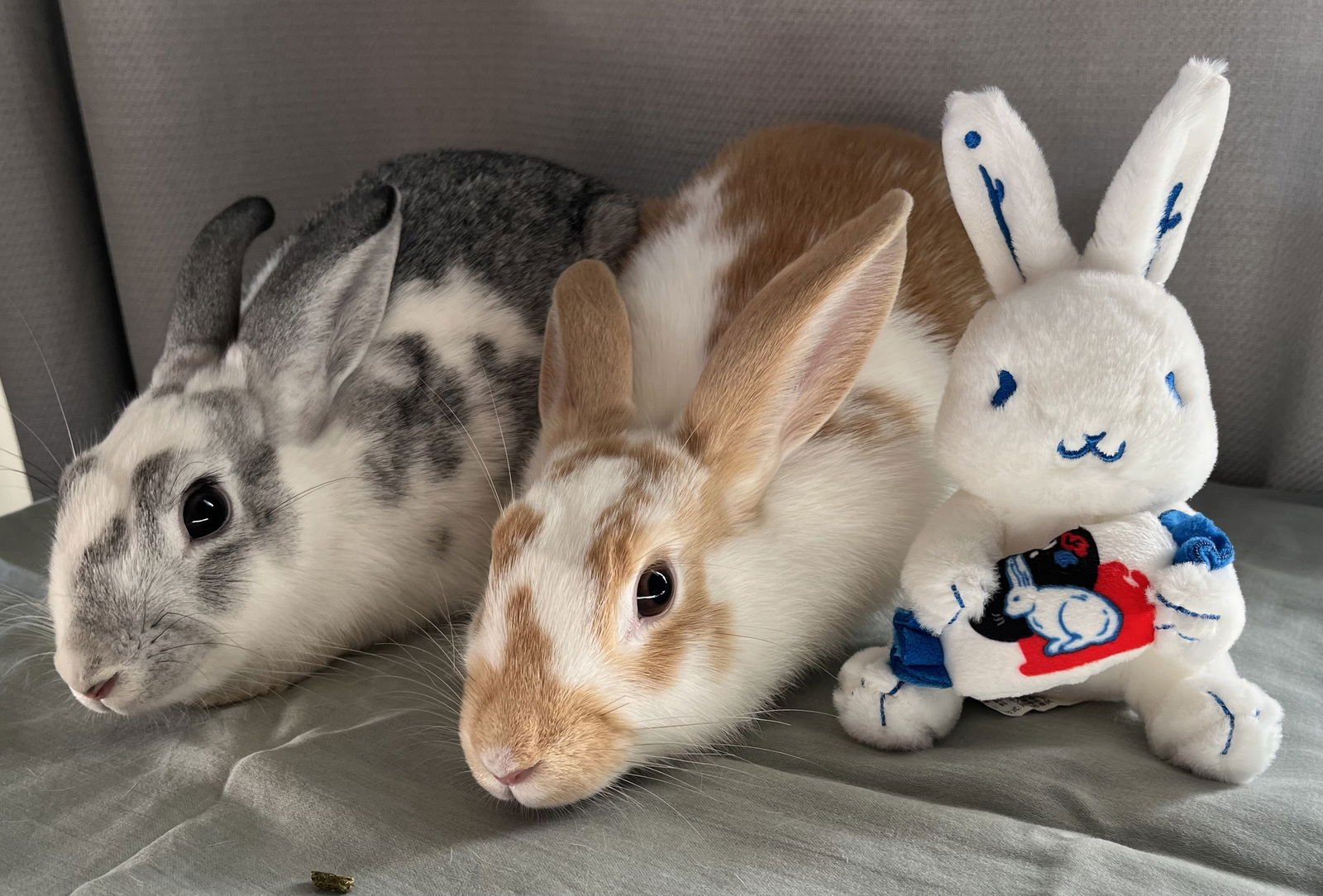 PITA (BONDED W/ CIABATTA) - American available for adoption