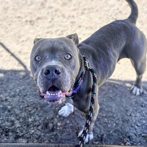 BLUEBELL - Pit Bull Terrier available for adoption