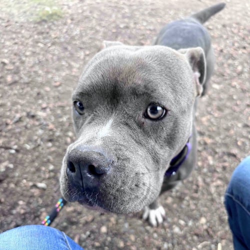 BLUEBELL - Pit Bull Terrier available for adoption