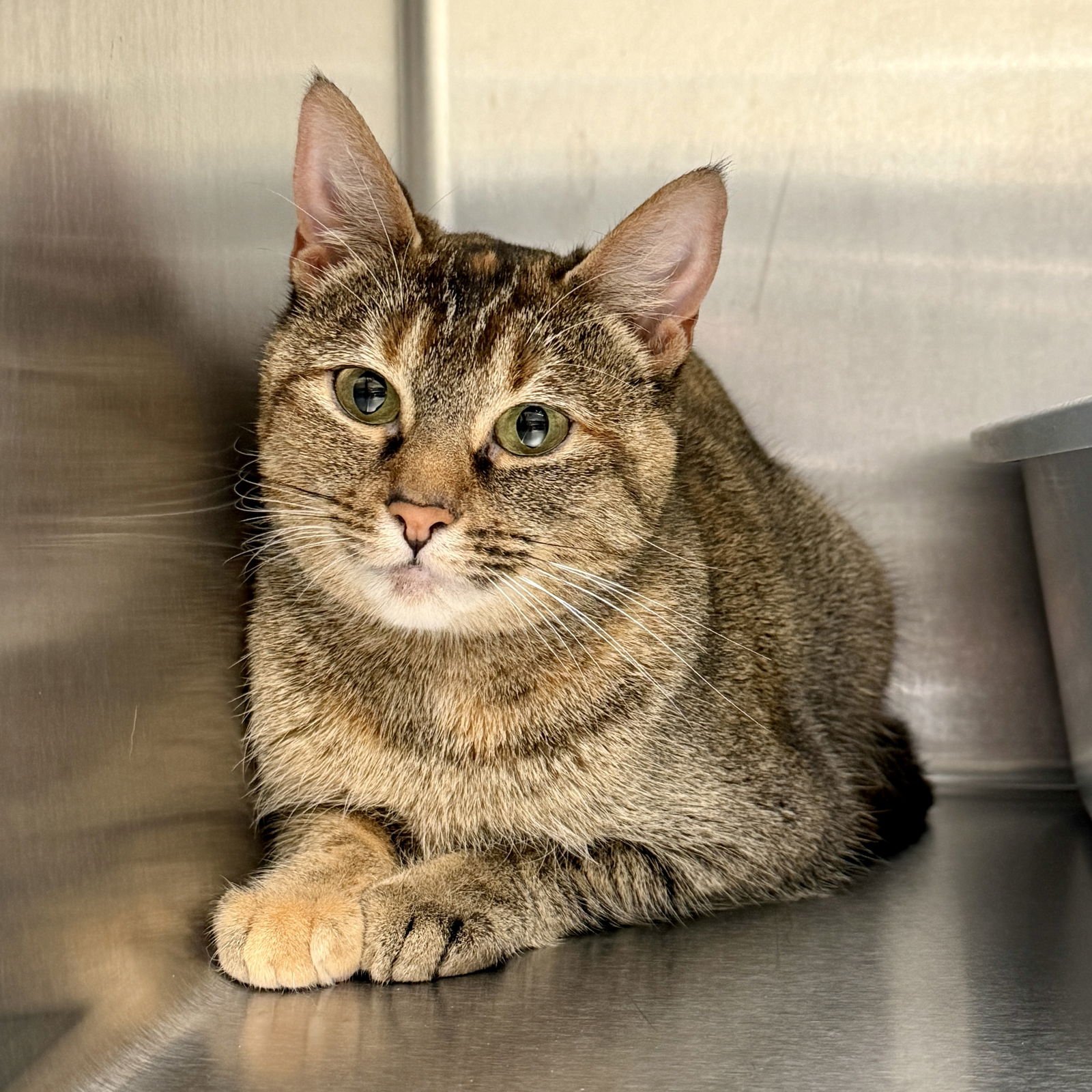 FIKA - Domestic Short Hair available for adoption