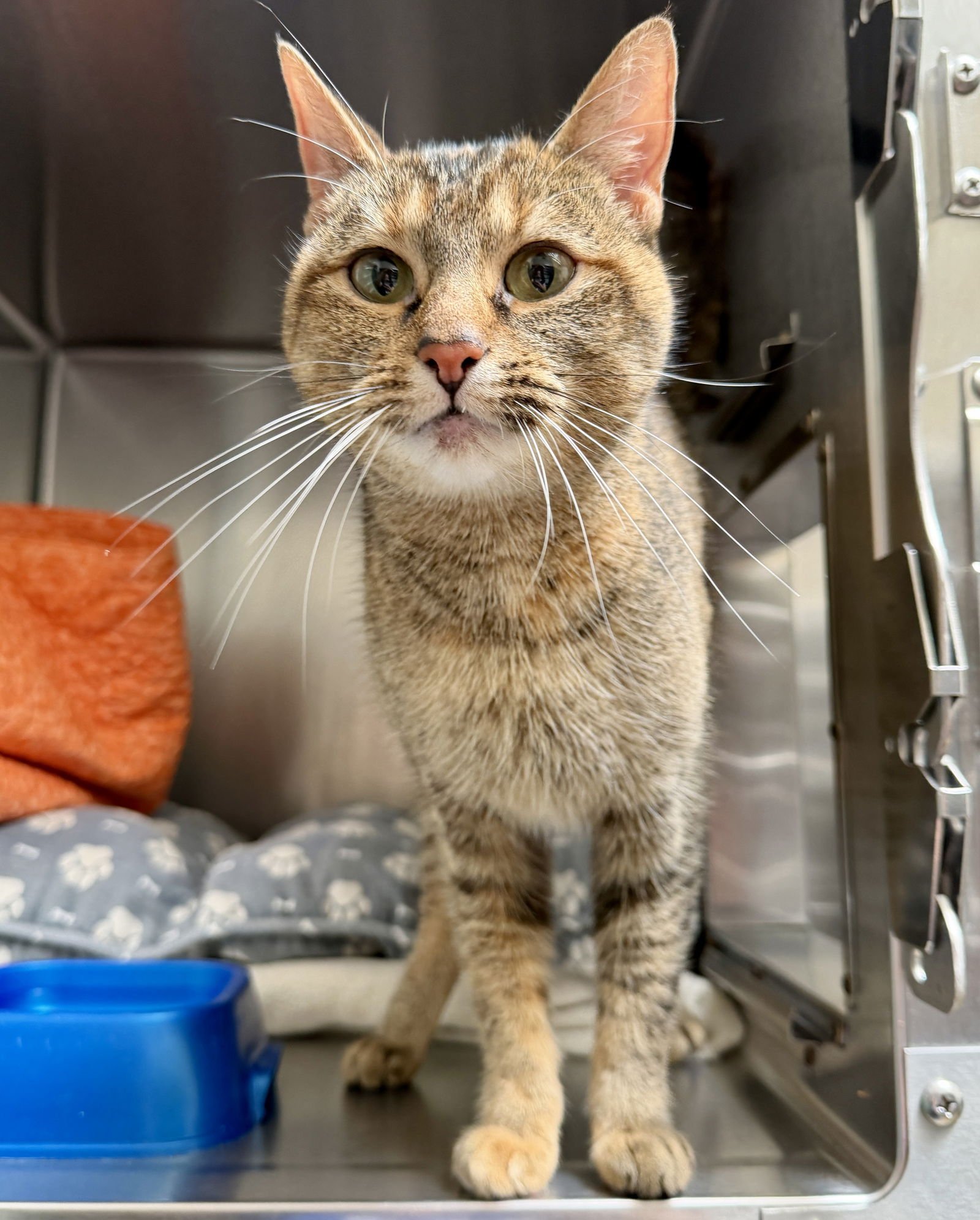 FIKA - Domestic Short Hair available for adoption