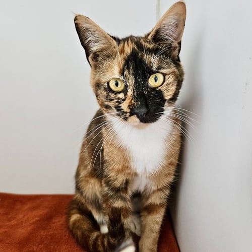 IRIS (BONDED W/ SELENE) - Domestic Short Hair available for adoption