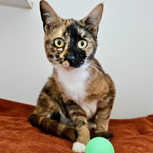 IRIS (BONDED W/ SELENE) - Domestic Short Hair available for adoption