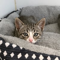 Gold (bonded w/ Booster) - Photo 1
