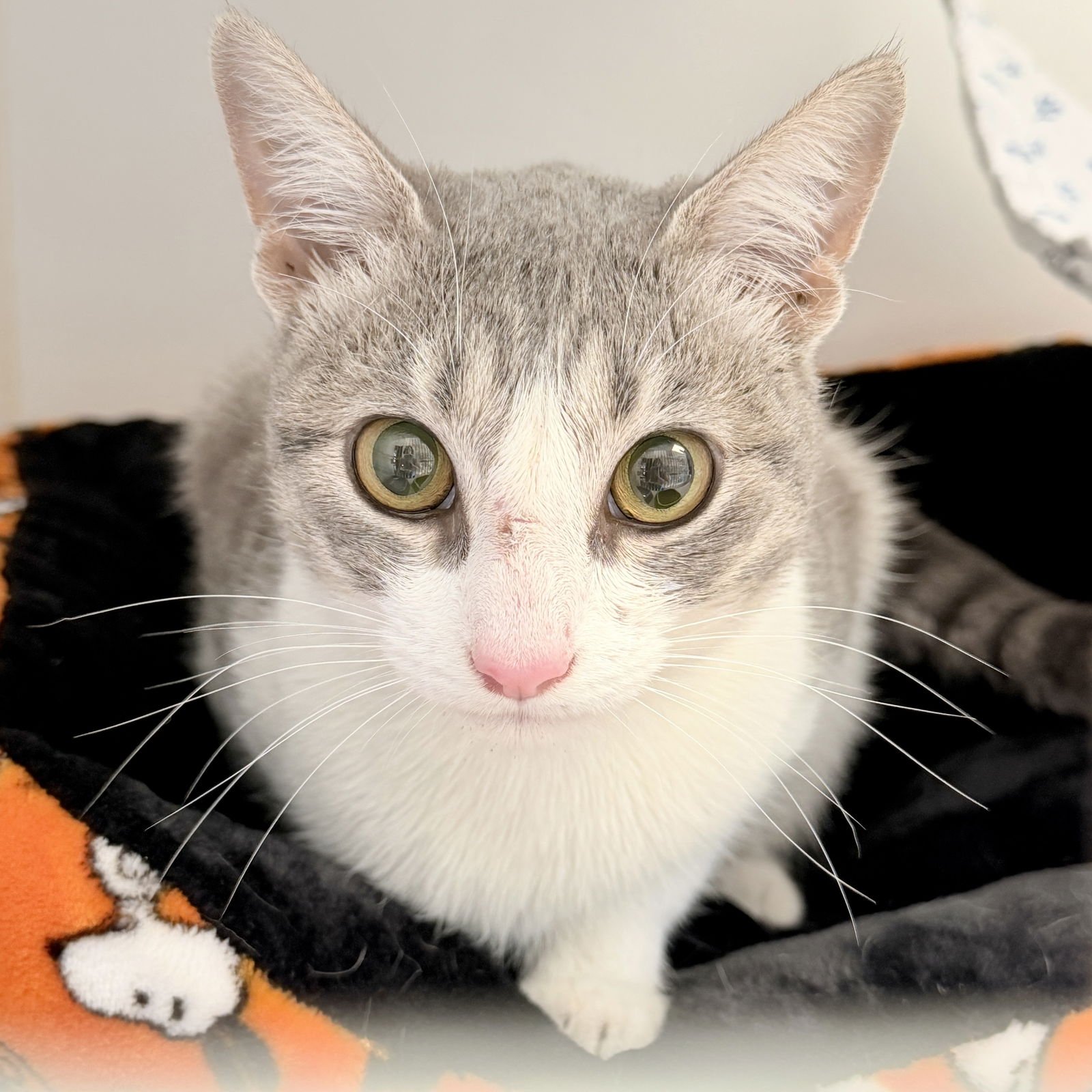 CUSTARD - Domestic Short Hair available for adoption