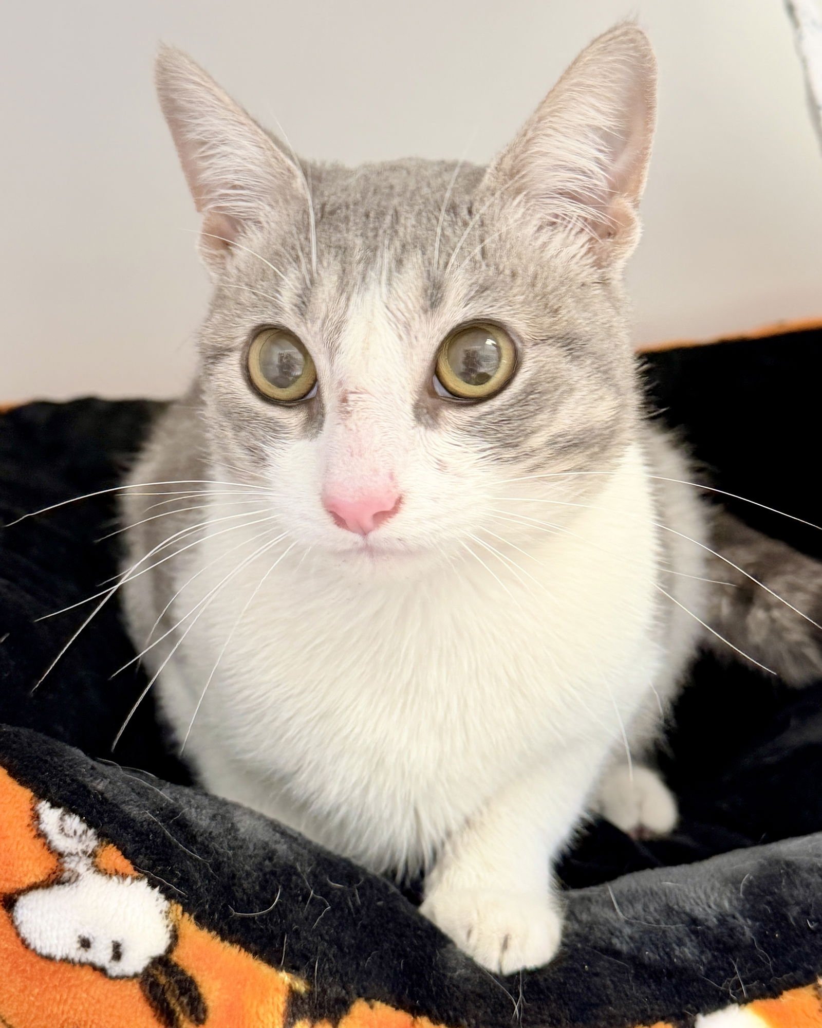 CUSTARD - Domestic Short Hair available for adoption