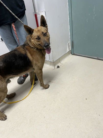 HUCKLEBERRY - German Shepherd Dog available for adoption