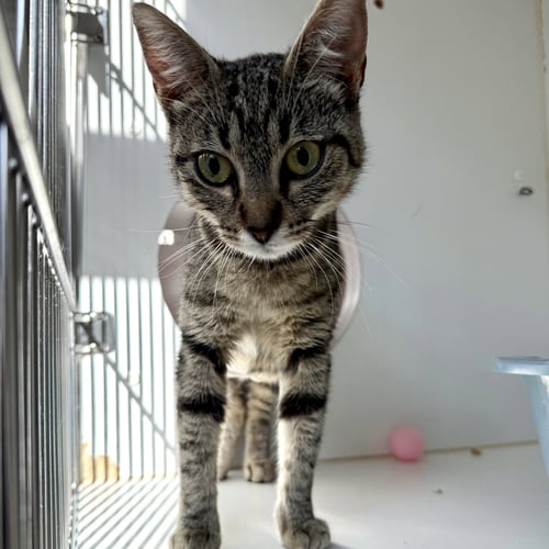 ANDROMEDA - Domestic Short Hair available for adoption