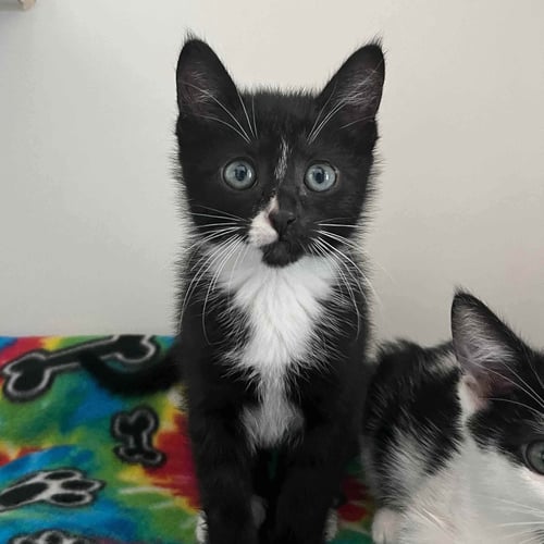 COOKIE (BONDED W/ CREAM) - Domestic Short Hair available for adoption