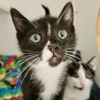 Cookie (bonded w/ Cream) - Photo 2