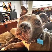 Millie - Photo 4