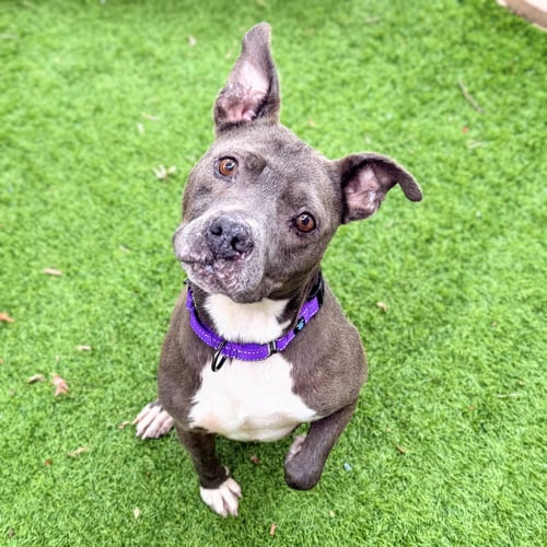 MILLIE - Pit Bull Terrier available for adoption
