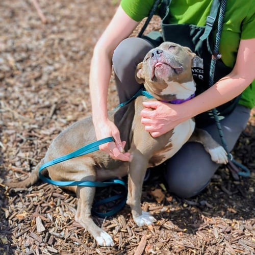 MILLIE - Pit Bull Terrier available for adoption