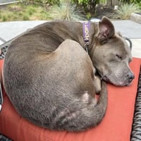 Millie - Photo 7